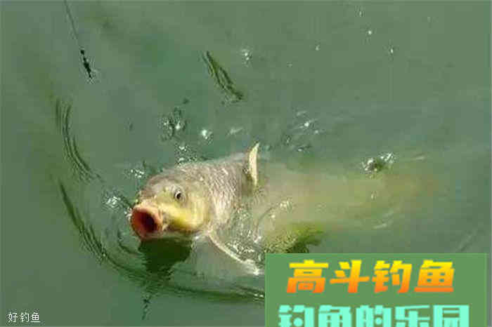 饵料窝料配方有这三款，今年秋天不用愁