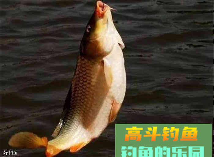 夏季野钓鲤鱼饵料配方