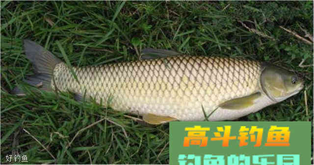 冬季钓草鱼用什么饵料，老钓鱼人分享三个饵料搭配