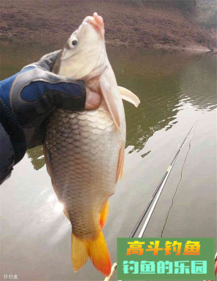 用粮食来做饵料，纯天然无污染，效果还很好