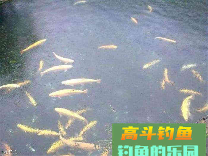 钓鱼诱饵窝料怎么做？自制打窝红砖了解一下