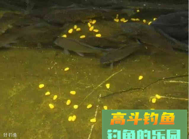 3个用玉米粒钓鱼的小技巧