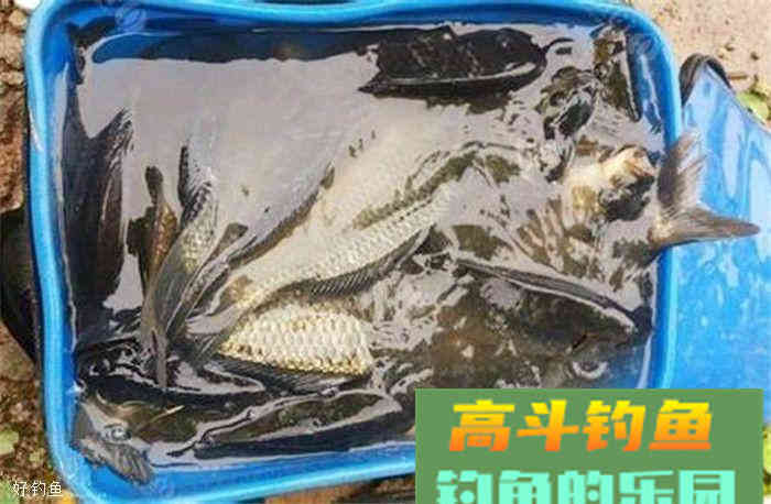 想要水库钓鲫鱼爆护，这款饵料配方很有效