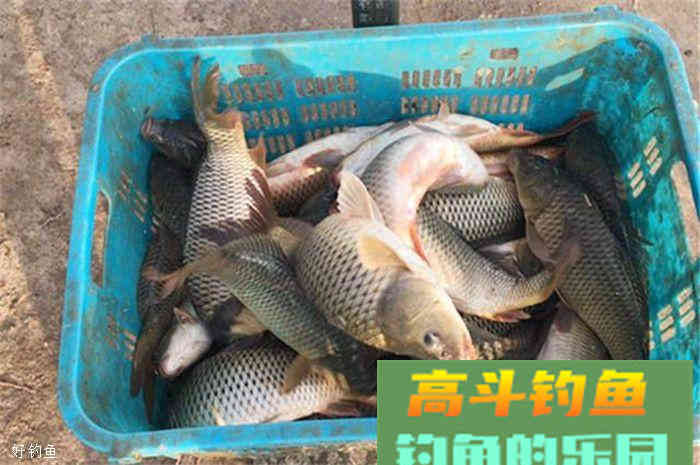 用粮食来做饵料，纯天然无污染，效果还很好
