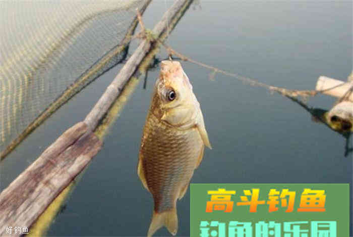 秋季钓大鲫鱼钓饵窝料自制配方，诱钓效果很好