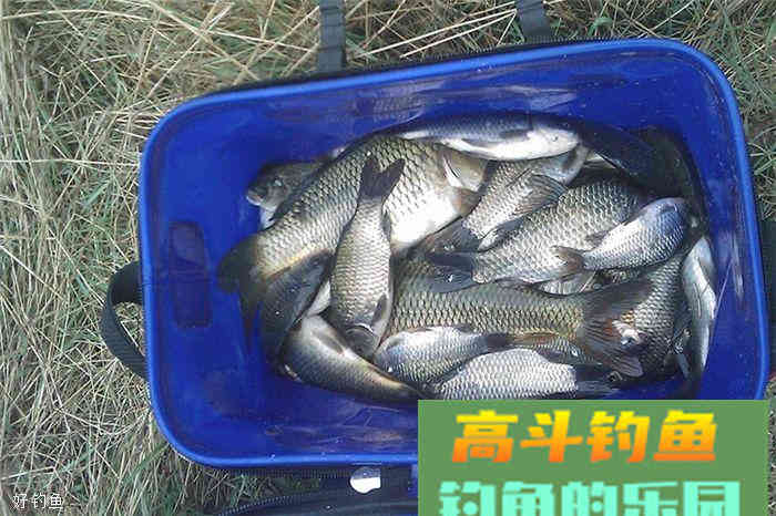 不局限于商品饵，这有一款饵料配方，鲫鱼鲤鱼都有效