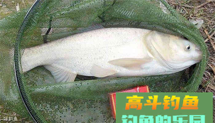 钓鲢鳙饵料配方，性价比超高