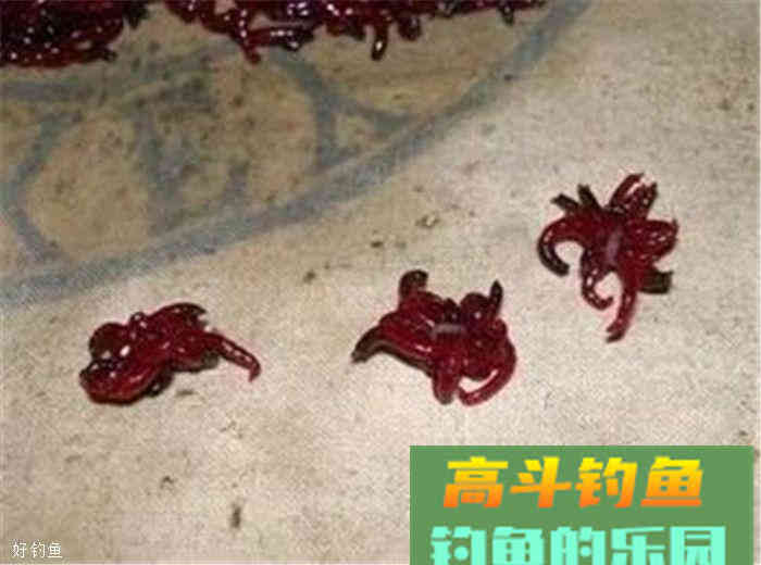 红虫装钩的五种技巧，快来学习吧