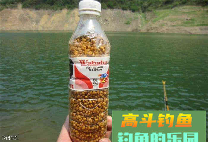 秋冬季钓鲫鱼窝料、饵料分享