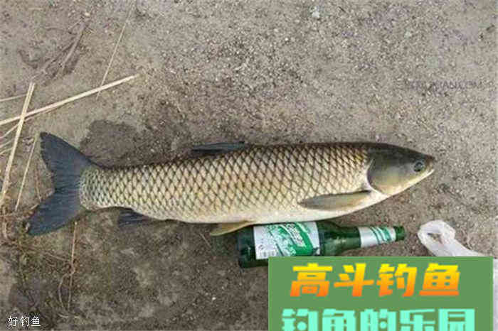民间自制两款钓大鱼饵料配方，适合秋季野钓