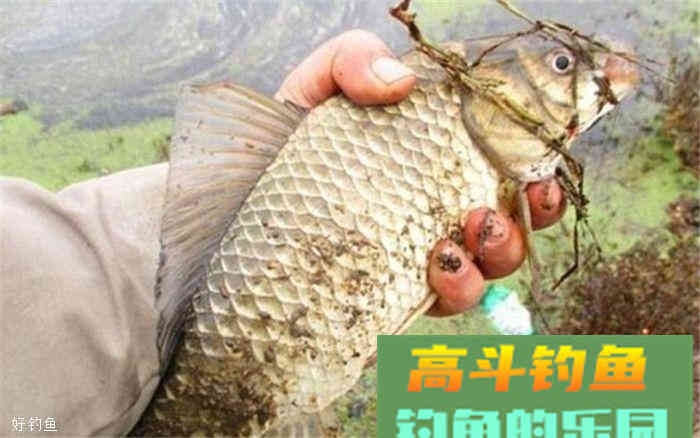 商品饵、自制饵哪个钓鲫鱼好？这里教你合二为一的技巧