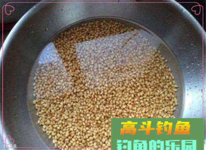 秋钓草鱼的麦子饵料制作，简单易学