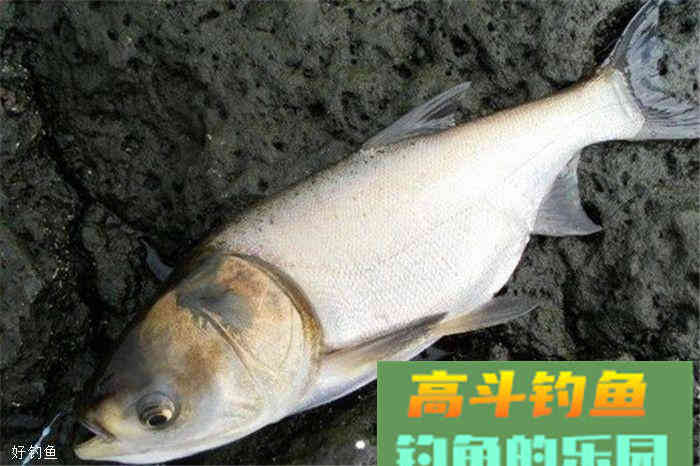 分享秋季钓鲢鳙的六款饵料配方，赶紧学了去上鱼吧