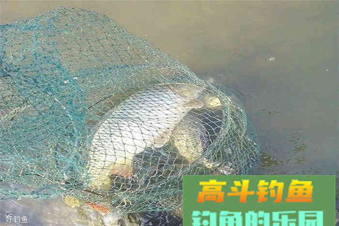 野钓鲤鱼必备，自制饵料配方，与君共享