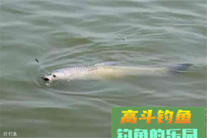 民间饵料，窝料小配方，你值得拥有