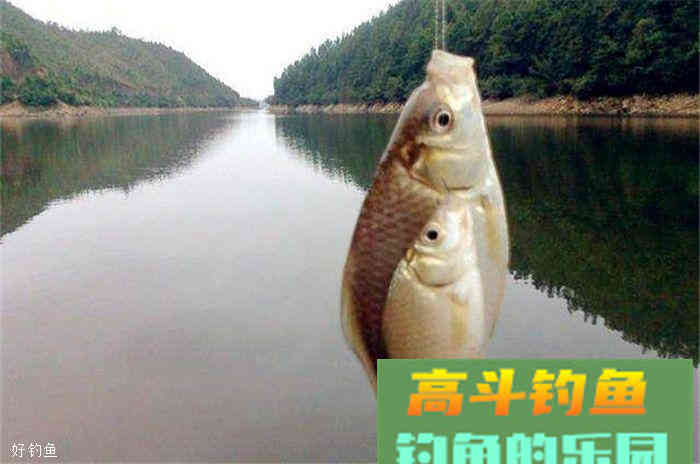 深秋钓鲫鱼饵料配方，赶紧拿走去上鱼吧