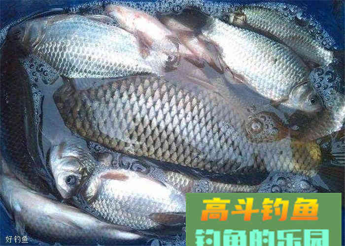 分享一款秋季饵料配方，对鲫鱼，鲤鱼效果都不错