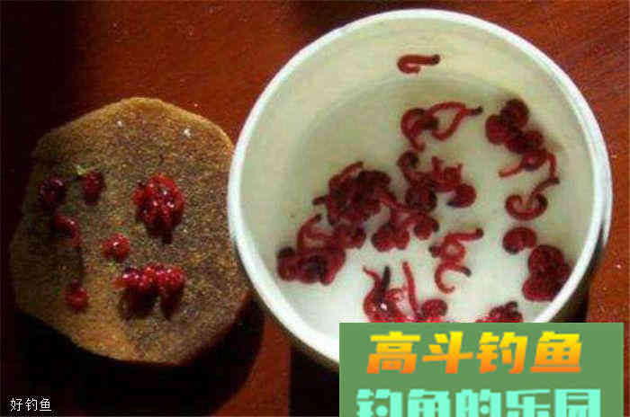 钓鲤鱼用什么饵料、窝料？这里有答案