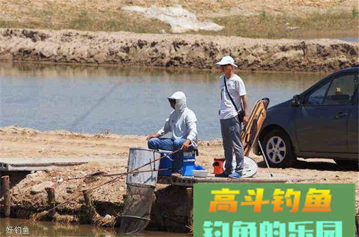 深秋使用麦粒做饵料，鲫鱼们根本停不下来
