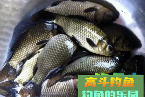 自制初秋专钓鲫鱼饵料，诱鱼聚鱼快