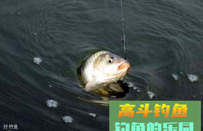 雨后钓鲫鱼鲤鱼饵料配方和小技巧