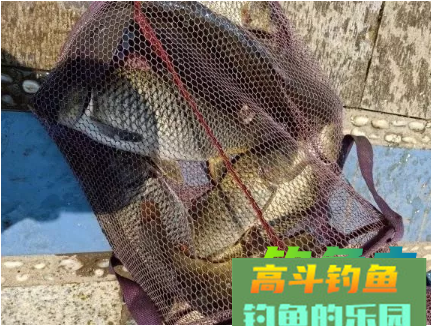 资深钓友分享四款自制钓鲤鱼饵料