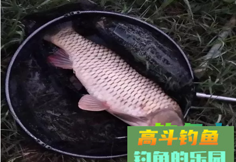 资深钓友分享四款自制钓鲤鱼饵料