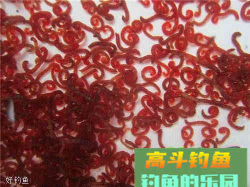 立秋野钓在红虫中加点料，挥杆不停爆满护