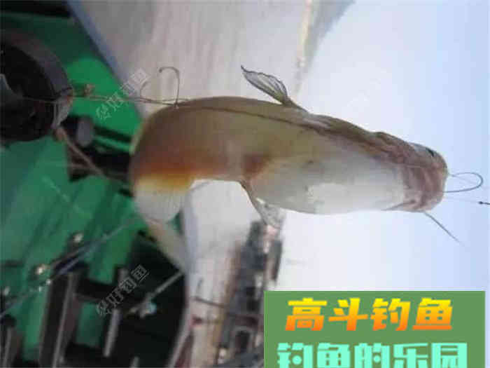 性价比超高的江鱼多功能饵料，了解下？