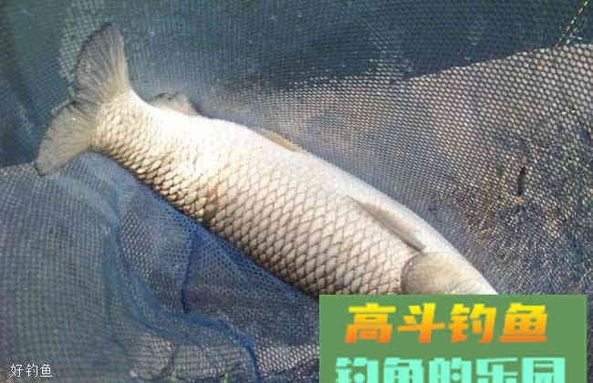 两款秋季水库钓草鱼的饵料配方