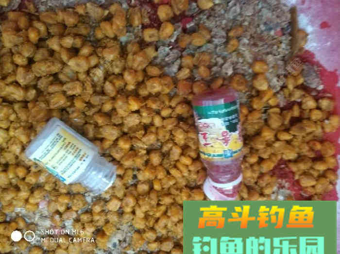 自制玉米诱鱼窝料，大窝口