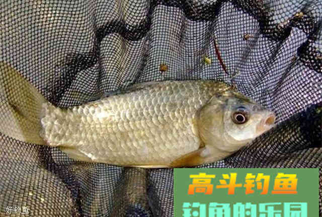 这种诱饵和饵料配方，在秋季使用效果很不错
