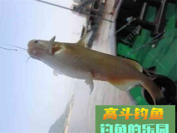 性价比超高的江鱼多功能饵料，了解下？