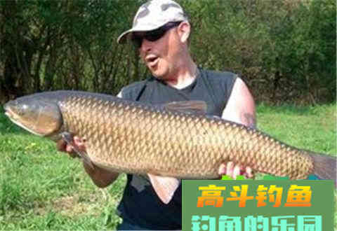 植物饵料钓草鱼，收效还不错
