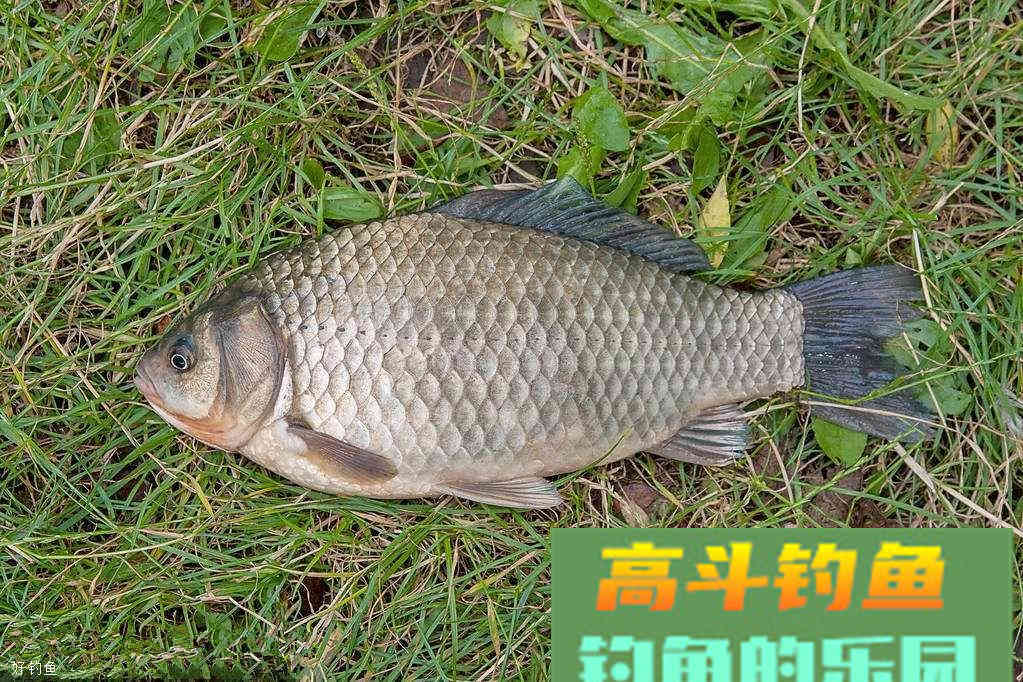 秋季到了，该换换你的用饵思路了