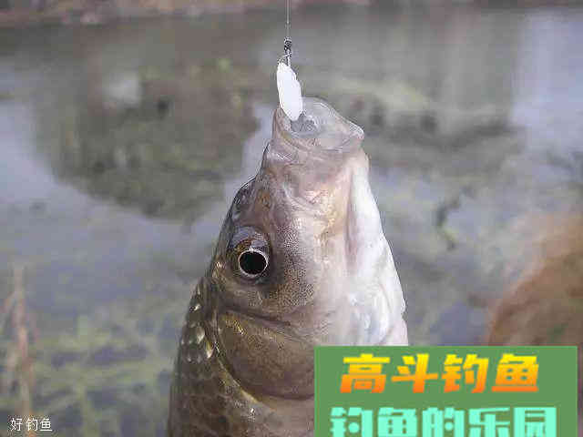 身边的原生态钓鱼饵料，方便好用而且鱼口很好