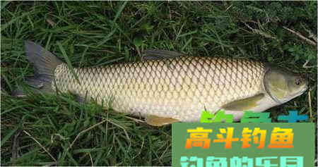 两款秋季水库钓草鱼的饵料配方