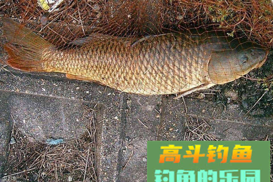 老钓鱼人压箱底的酒米配方，专钓鲫鲤