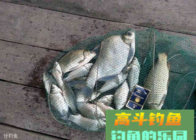 自制而且很方便的秋天钓鱼发酵饵料配方
