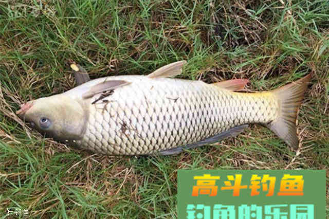 秋季野钓自制大物饵料，通杀鲫鲤草