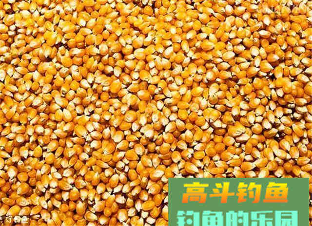 推荐一款9月份钓鲫鱼实用的饵料配方