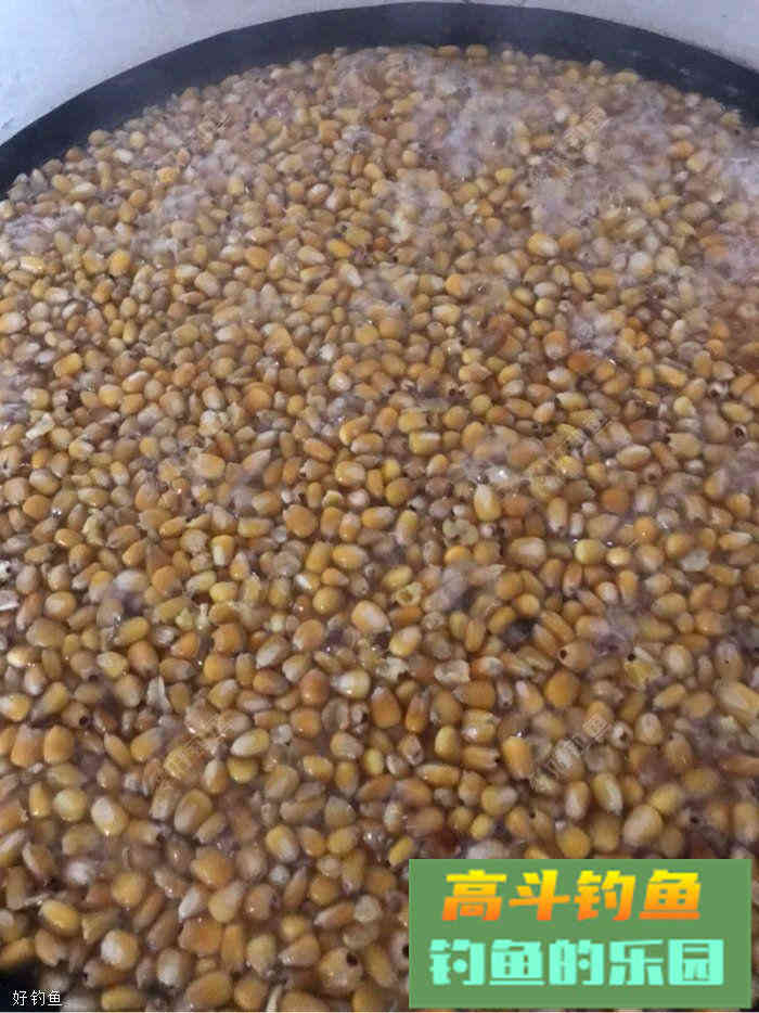 自制诱窝玉米，是爆护的节奏
