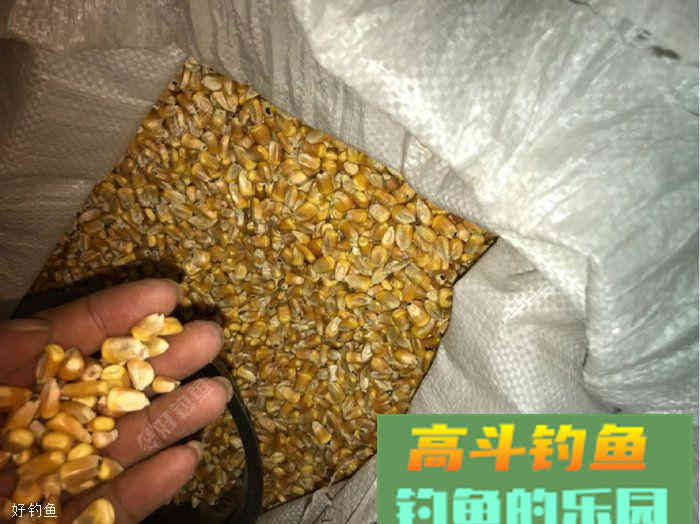 自制诱窝玉米，是爆护的节奏