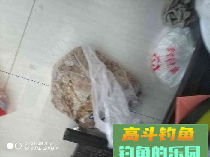 自制玉米诱鱼窝料，大窝口