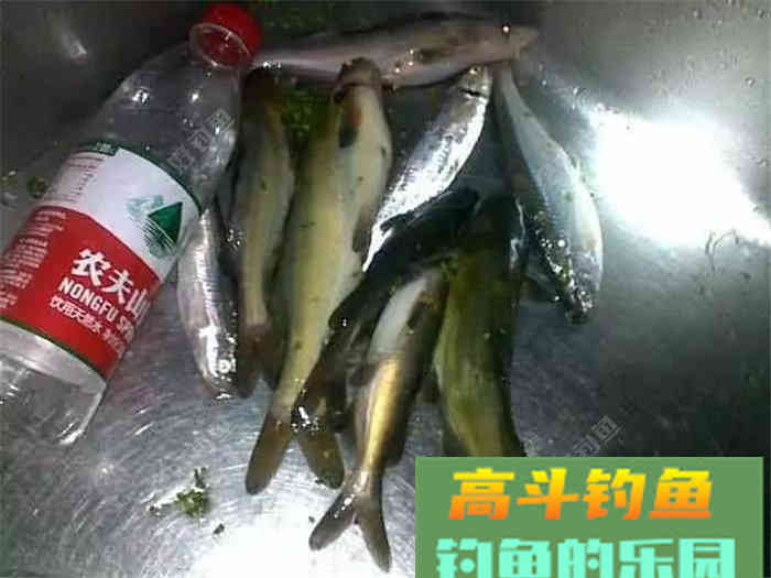 性价比超高的江鱼多功能饵料，了解下？