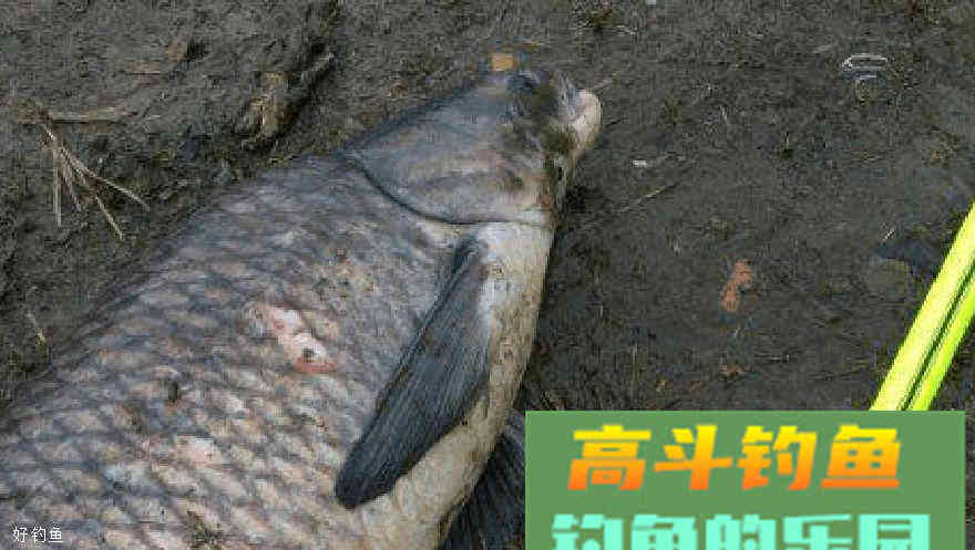 南瓜挂钩怎样才不会抛竿脱落？三个方法轻松应付
