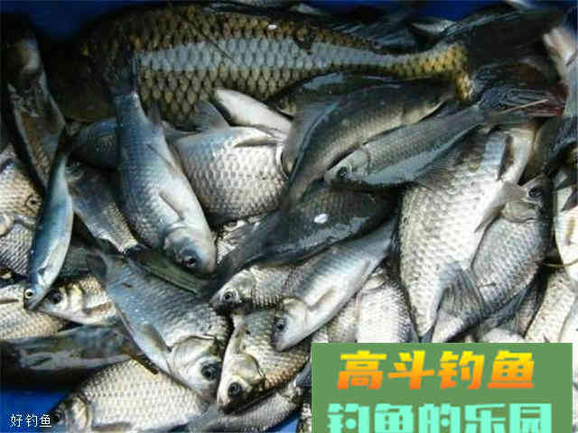 一款秋季通杀鲫鲤草的饵料配方