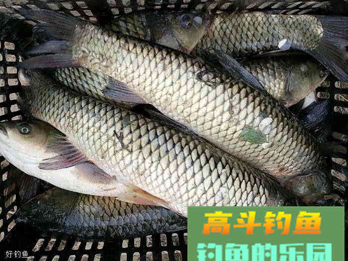 大草鱼饵料配方，过把巨物瘾