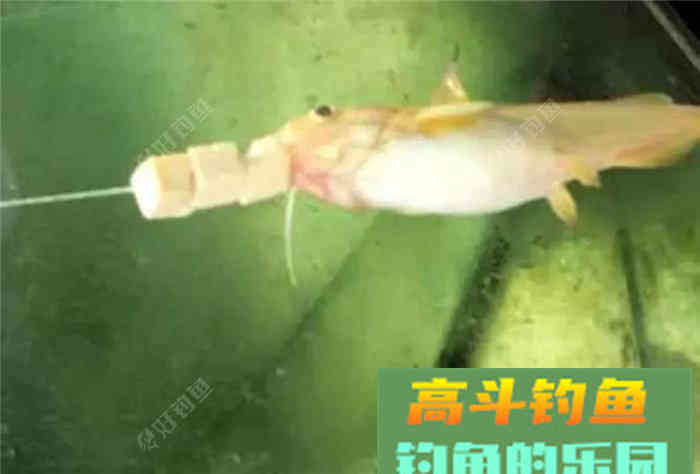 性价比超高的江鱼多功能饵料，了解下？