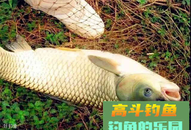 专攻大物的两款自制饵料配方，秋季钓鱼一定要用它！